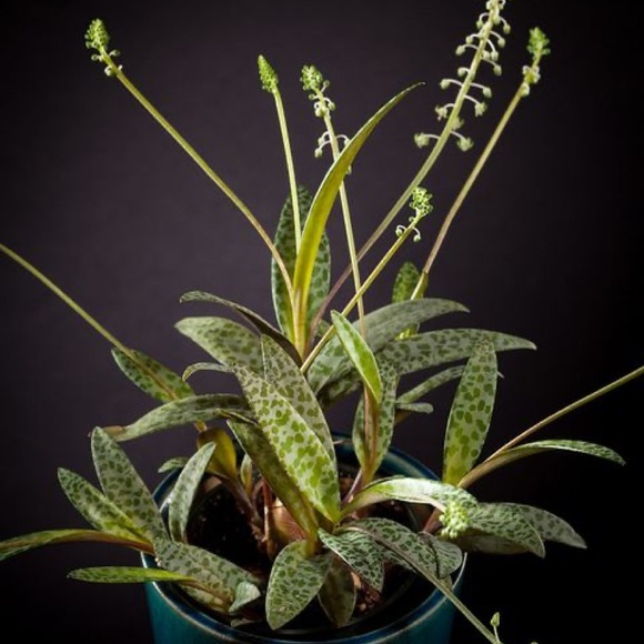 SILVER SQUILL β 5 HEALTHY BULBS / STEMS - Picture 1 of 7